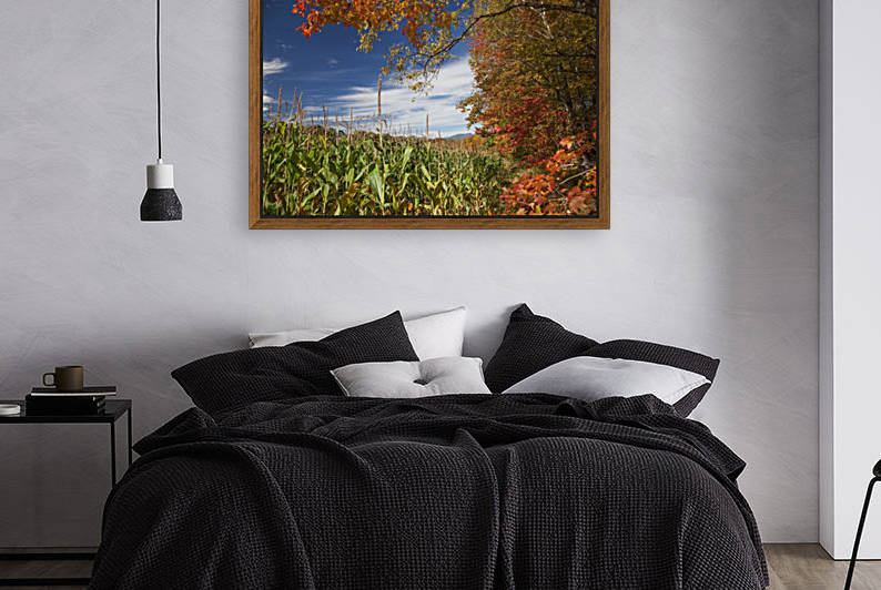 Corn growing in a field and autumn coloured leaves; Stowe, Vermont, United States of America by PacificStock