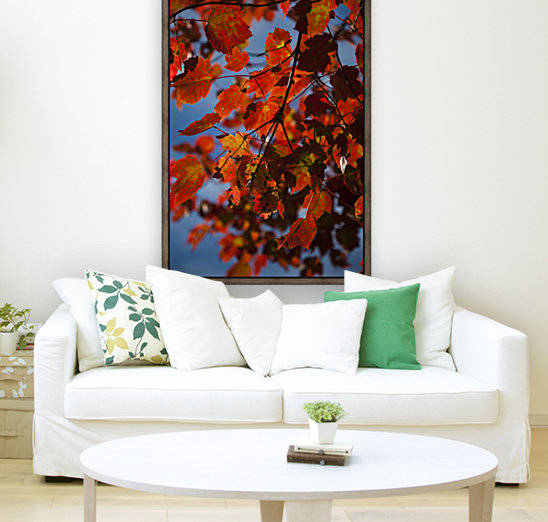 Close up of bright red leaves with blue sky in autumn; Stowe, Vermont, United States of America by PacificStock