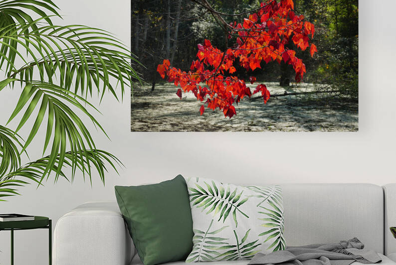   Fall Color in Lutsen by Jim Radford