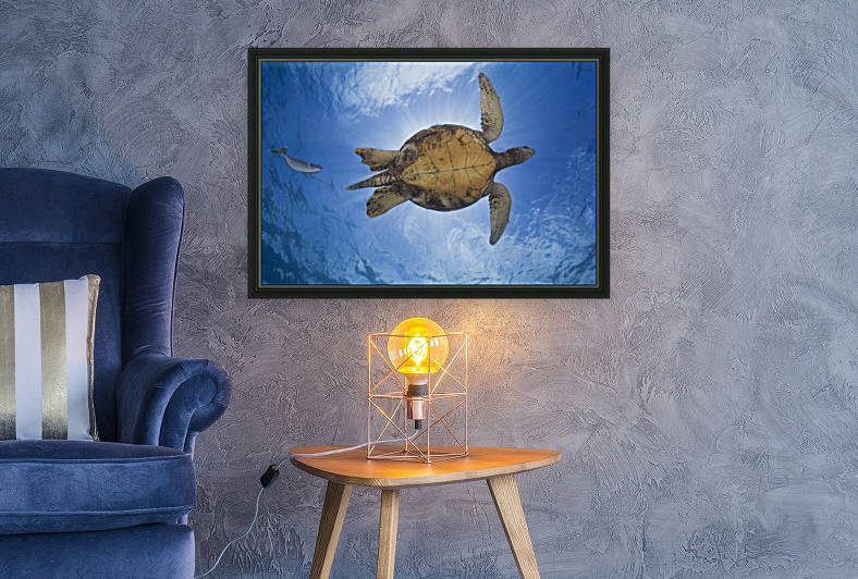 This male green sea turtle (Chelonia mydas), an endangered species, is being followed closely by a spotted unicorn fish (Naso brevirostris); Hawaii, United States of America by PacificStock