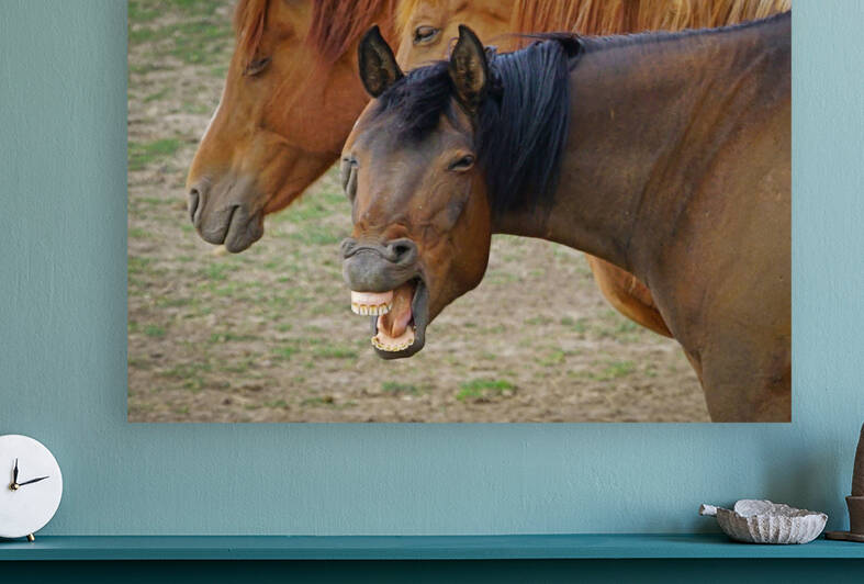 Washington horses by Jim Radford