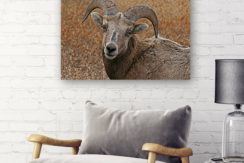 The look- bighorn sheep by Jim Radford