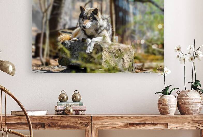 Timber Wolf Portrait by Anthony L Sacco Photography