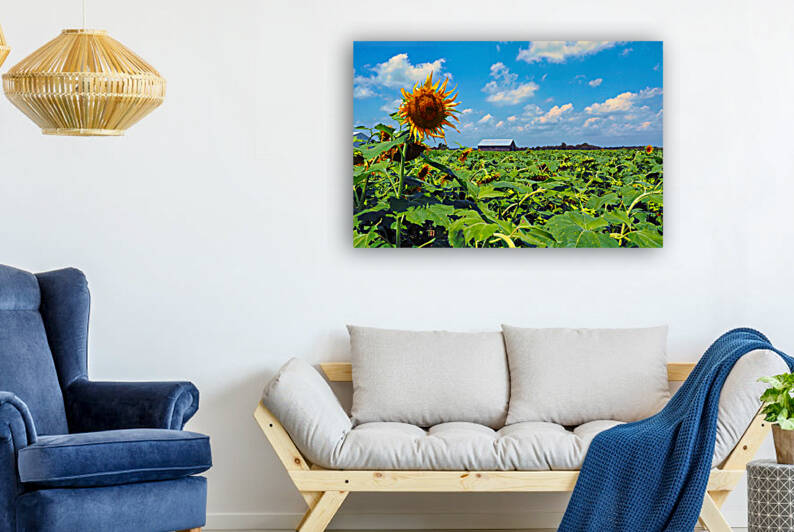 Sunflower Solitaire by Bill Swartwout Photography