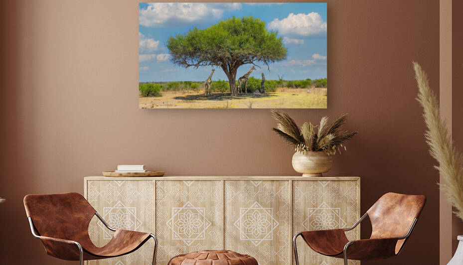 Giraffes under umbrella by Jim Radford