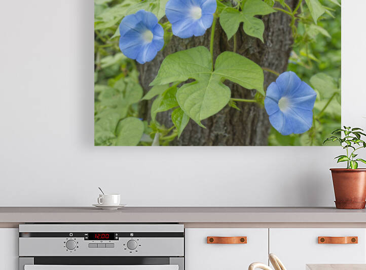 Morning Glory Flowers on TreeTrunk by Iris H Richardson