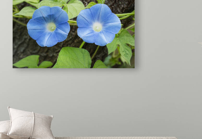 Two Morning Glory Flowers on Tree Stump by Iris H Richardson