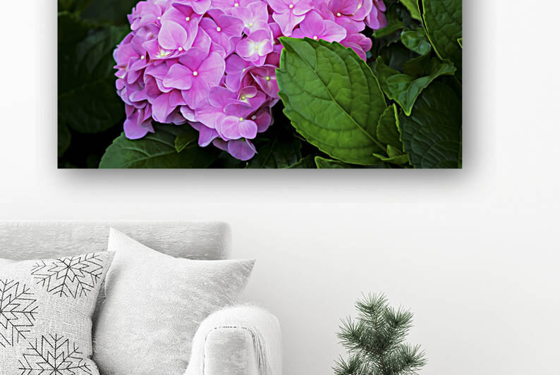 Hydrangea Macrophylla Pink Hydrangea X100 by Rich Franco