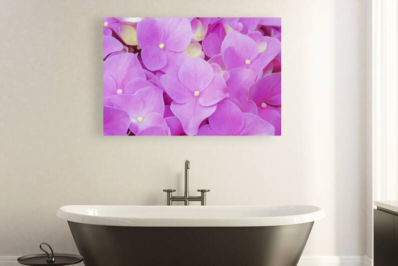 Hydrangea Macrophylla Pink Hydrangea X101 by Rich Franco