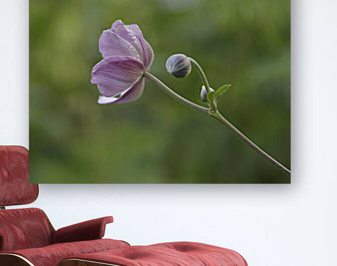 Aspiration by Suzanne Bonin