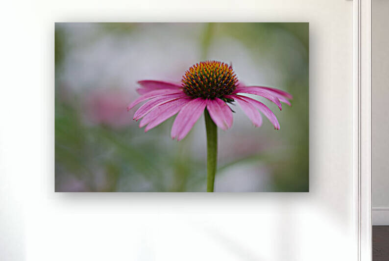 Pink Echinacea by Suzanne Bonin
