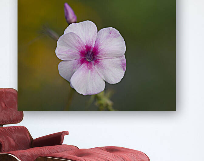 Summer Phlox by Suzanne Bonin