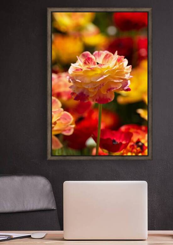 Cotton Candy Buttercup Flower  by Abigail Diane Photography