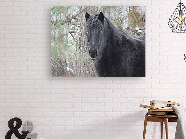 Mysterious Black Fell Pony by Fred Pierson Images