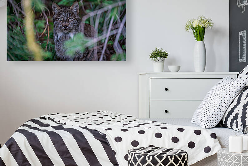 Canadian Lynx by Noah Lang