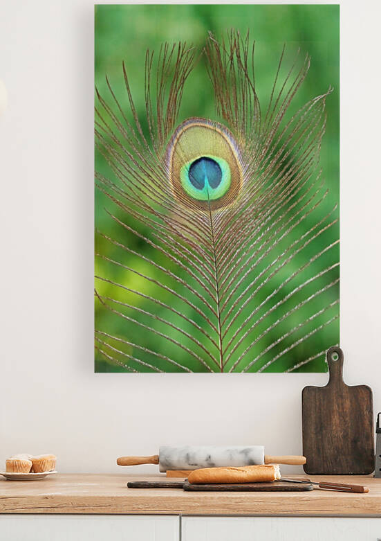 Wispy Peacock Feather by Deb Oppermann