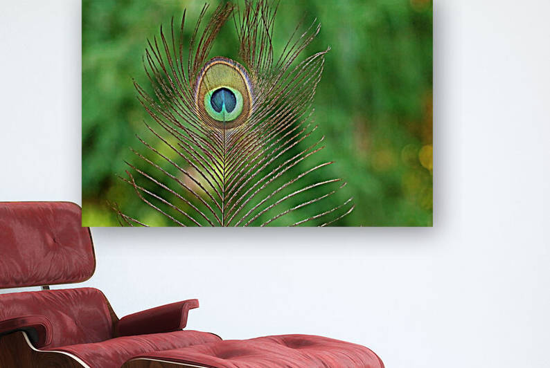 Peacock Feather I by Deb Oppermann