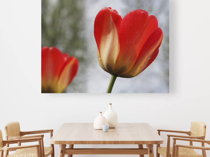 Leaning Tulip by Suzanne Bonin