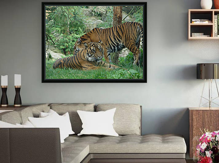 Tigers by Taara Petts