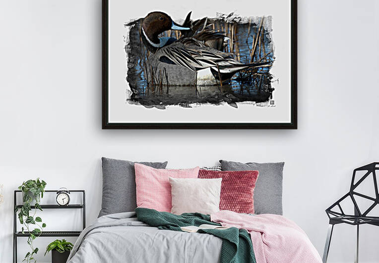 Northern Pintail  by Kenneth Laird Studios