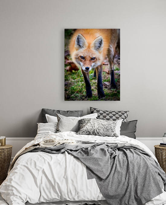 Red Fox 5 by jamiesart