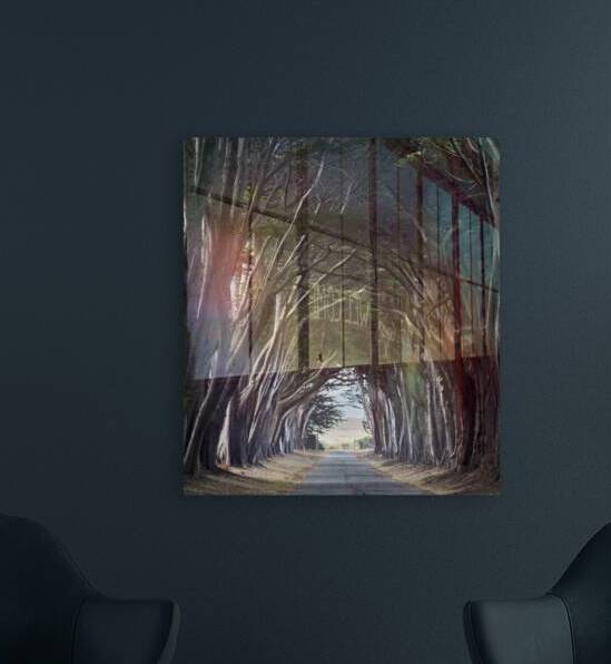 Enveloping Trees in Point Reyes by Images By Jon Evan