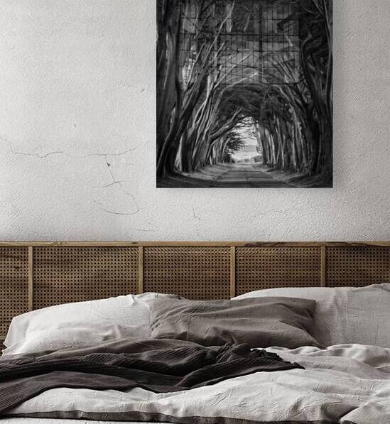 Enveloping Trees in Point Reyes II by Images By Jon Evan