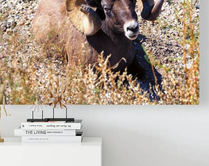 Bighorn Sheep in the Badlands of South Dakota by Bill Swartwout Photography