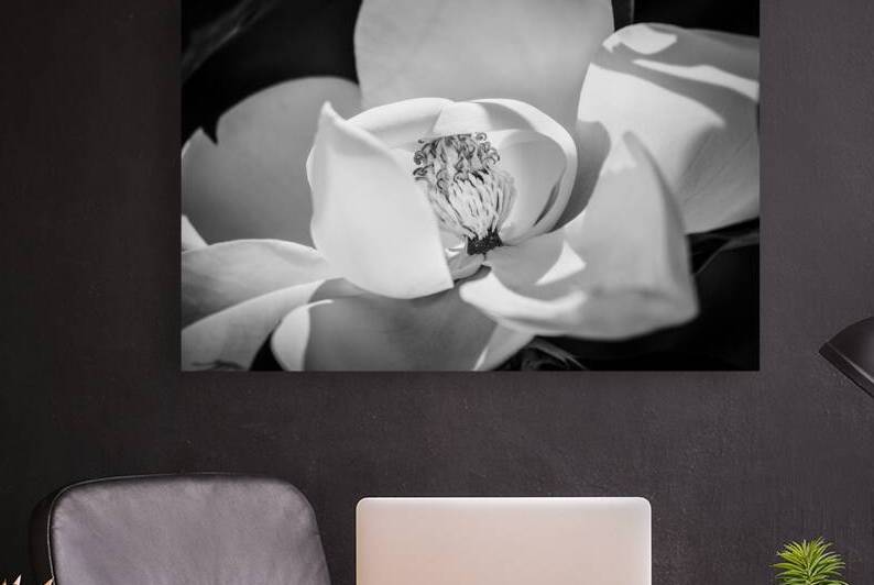 Southern Magnolia Blossom Magnolia Grandiflora  X111 by Rich Franco