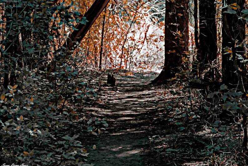 Pathway Series-7 The Haunted Forest by Susan Diann Photography