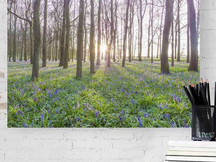 Awakening Serenity by Assaf Frank