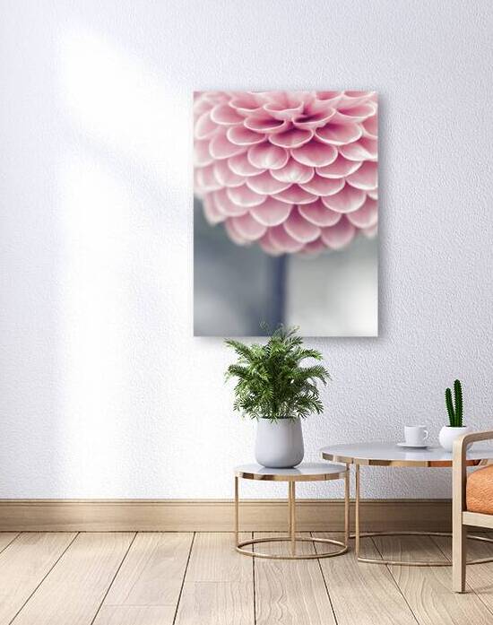 Petals of Grace by Assaf Frank