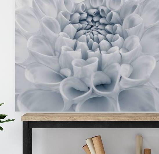 Captivating Dahlia by Assaf Frank