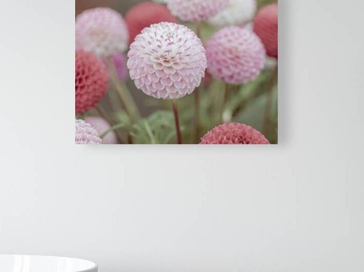 Natures Vibrant Jewels by Assaf Frank