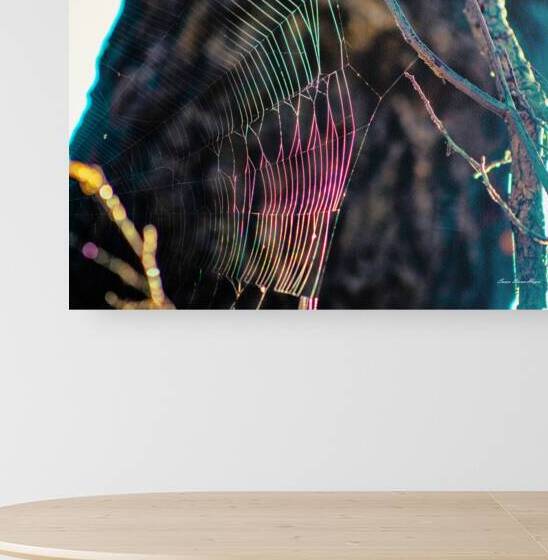 The Webb by Susan Diann Photography