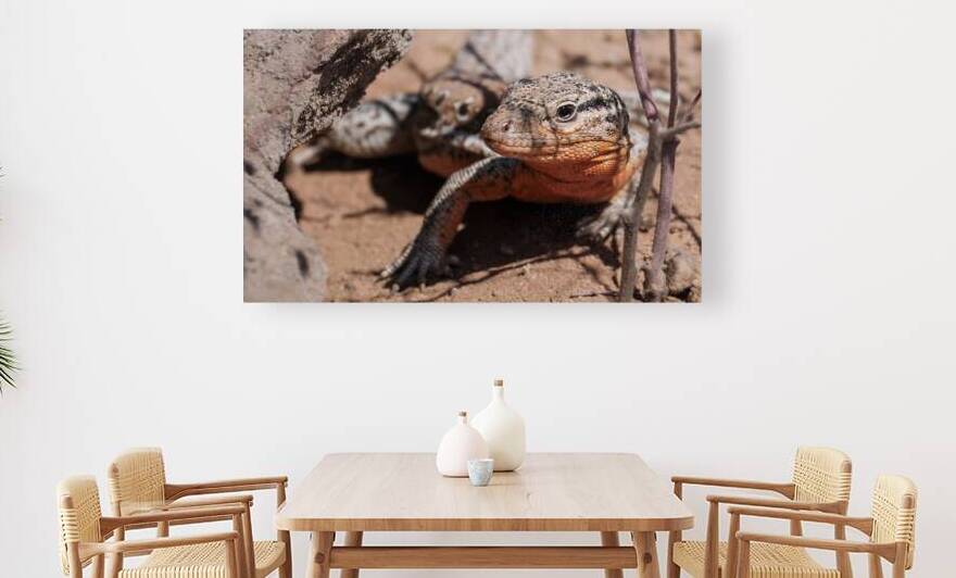 Callopistes maculatus by VOLCKMANNII