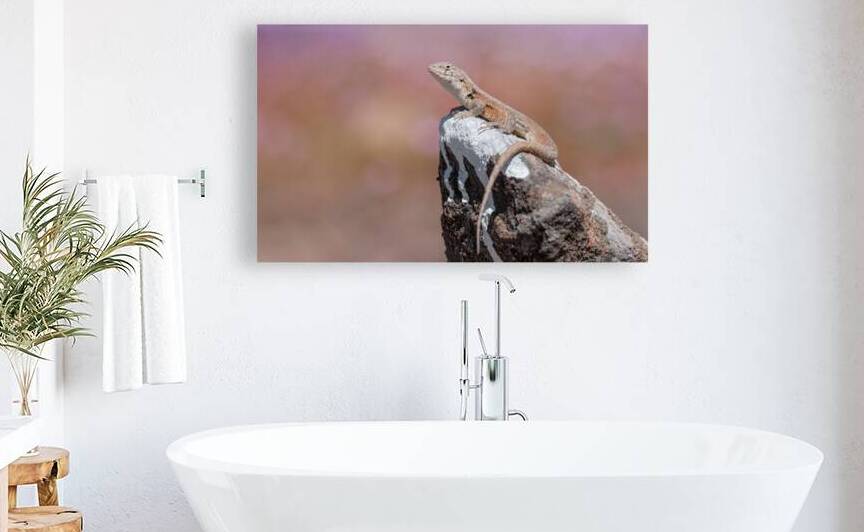 Liolaemus nigromaculatus by VOLCKMANNII