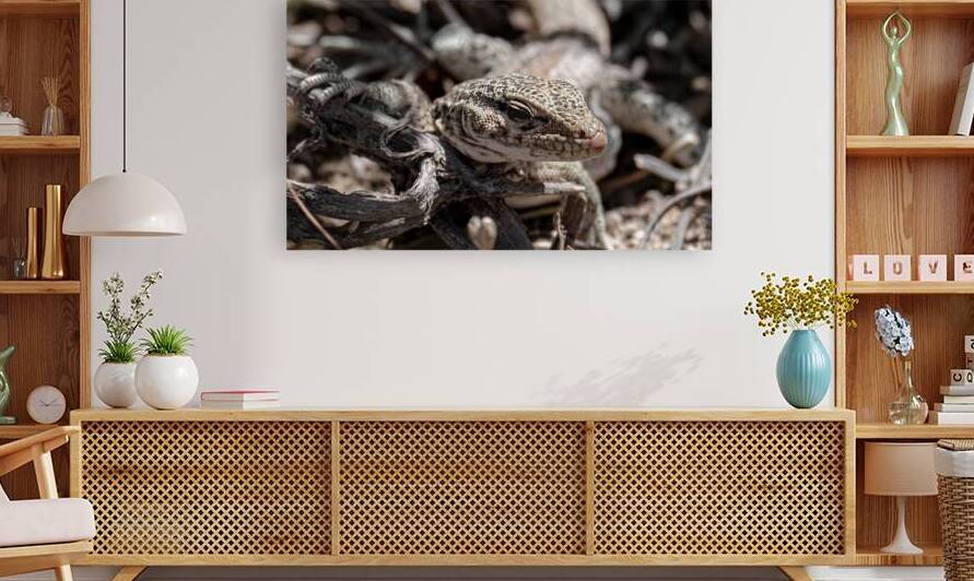 Female maculatus by VOLCKMANNII