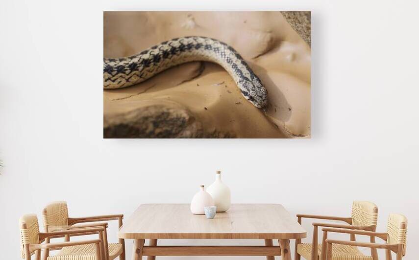 Galvarinus chilensis by VOLCKMANNII