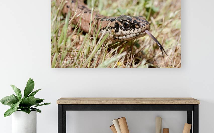 Philodryas chamissonis by VOLCKMANNII