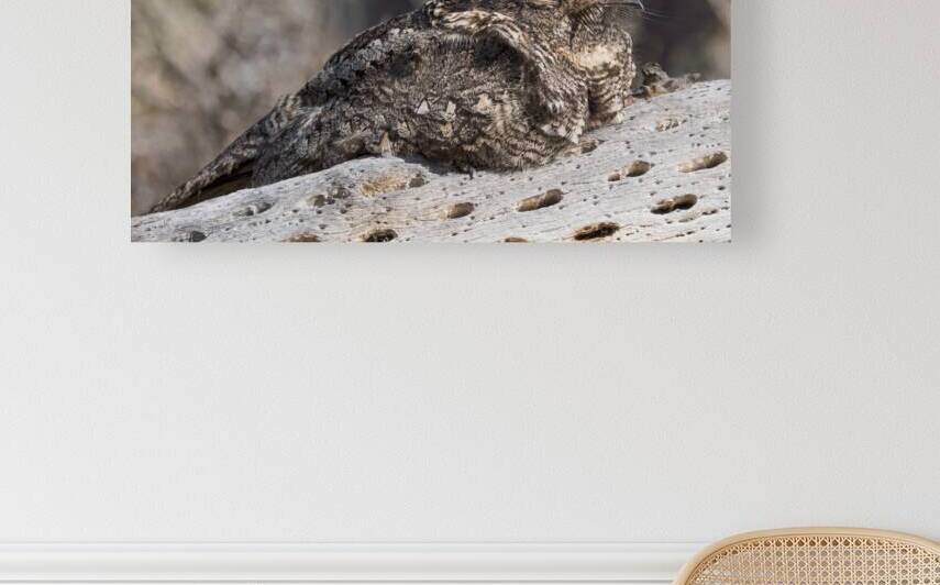 Systellura longirostris by VOLCKMANNII