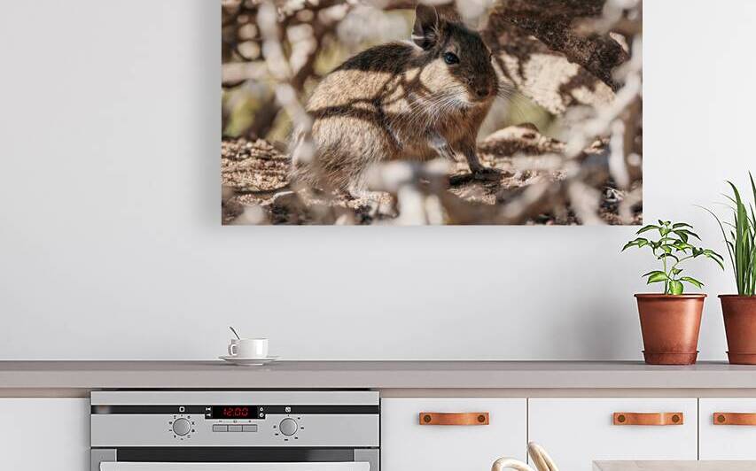 Octodon degus by VOLCKMANNII