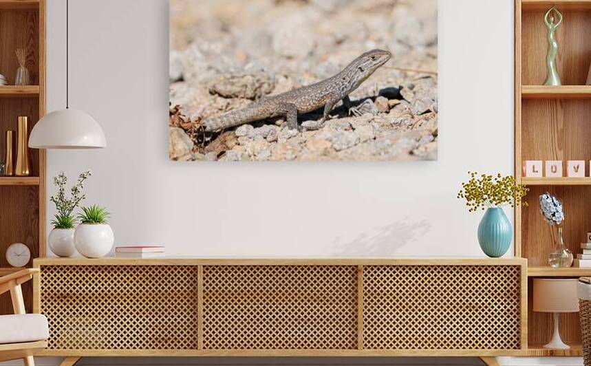 Liolaemus fuscus by VOLCKMANNII