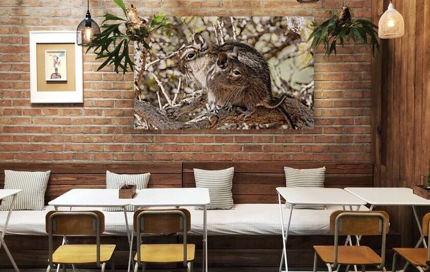 Degu couple by VOLCKMANNII