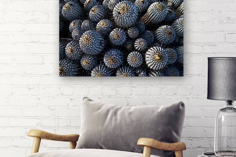 Copiapoa by VOLCKMANNII