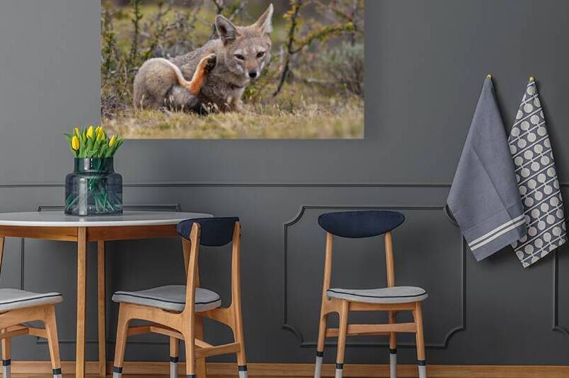 Culpeo by VOLCKMANNII