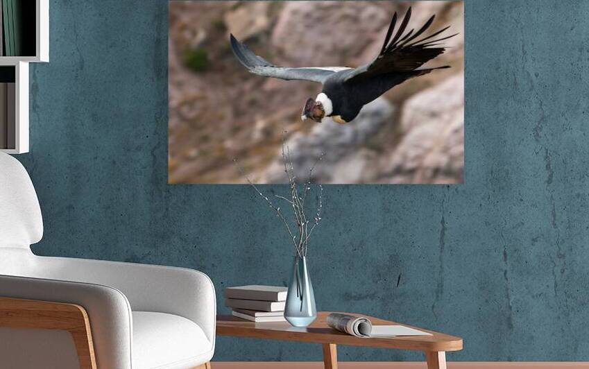 Condor by VOLCKMANNII