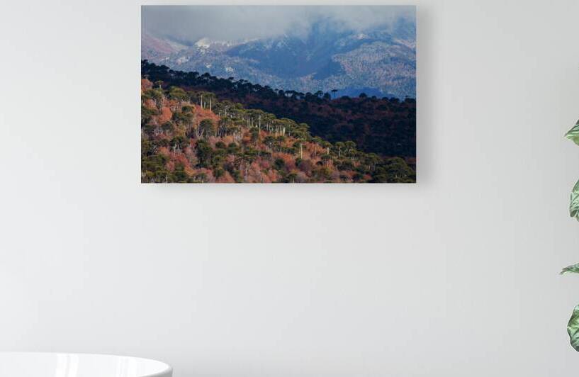 Malalcahuello by VOLCKMANNII