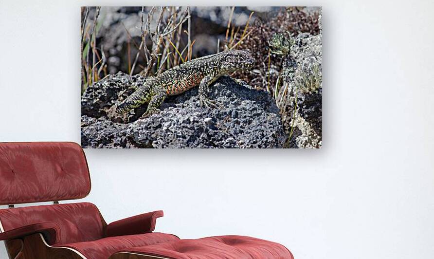 Liolaemus sarmientoi by VOLCKMANNII