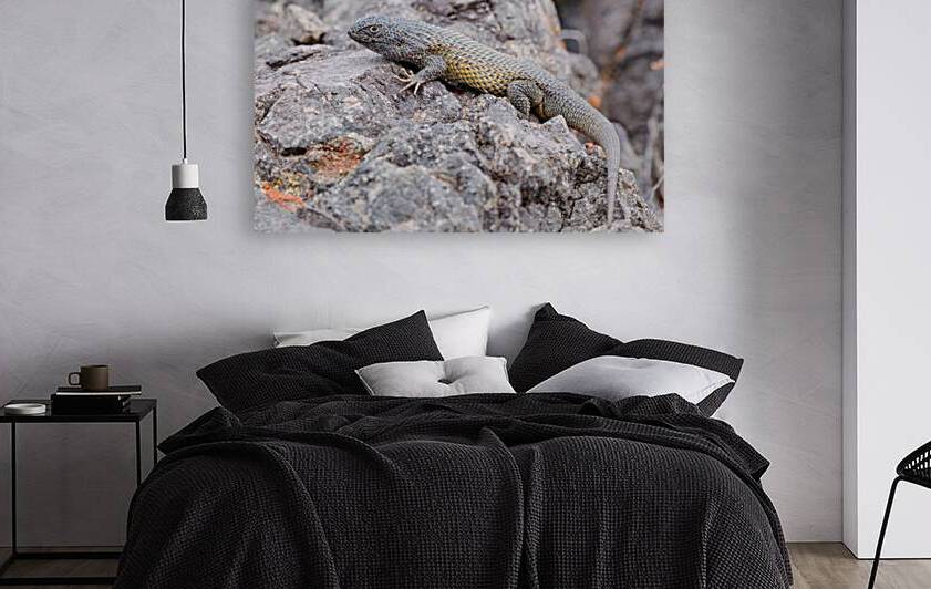 Liolaemus nitidus by VOLCKMANNII